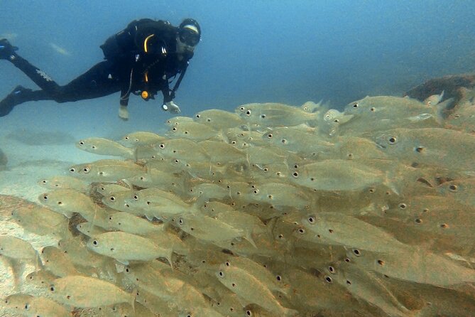 Discover beginner diving in Tenerife - What you can expect below 11 meters