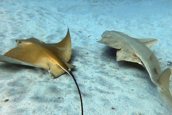 Discover beginner diving in Tenerife - What the $90.02 price really covers