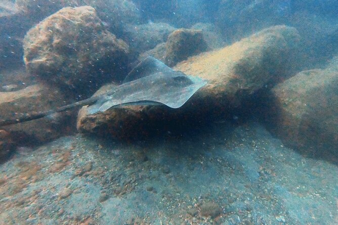 Discover beginner diving in Tenerife - Is the Abades session worth booking?