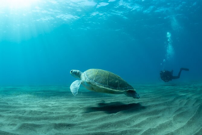 Discover beginner diving in Tenerife - Meeting Pedro and getting comfortable with the equipment