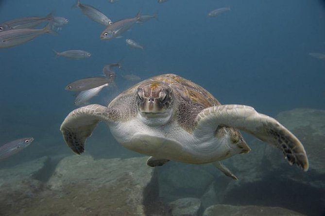 Discover Scuba Diving Adventure in Tenerife - Starting at Aquarius Dive Center in El Fraile