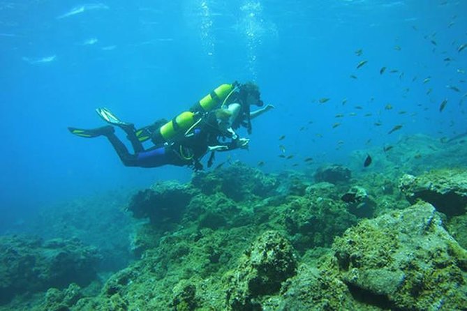 Discover Scuba Diving Adventure in Tenerife - Exploring Tenerife’s volcanic rock and fish