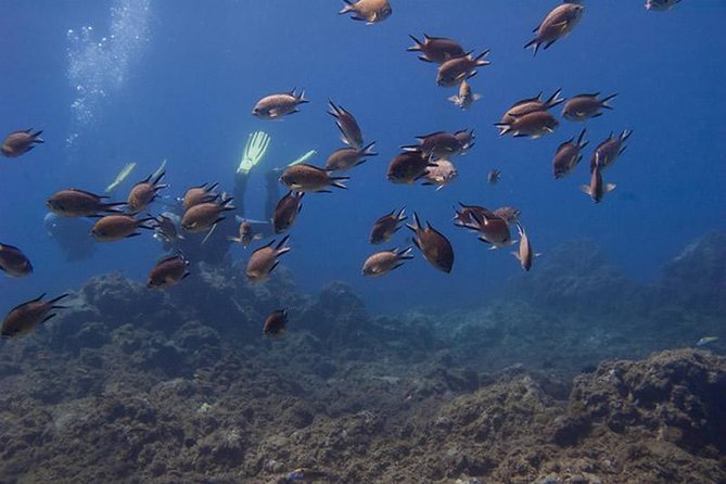 Discover Scuba Diving Adventure in Tenerife - Learning to breathe before going underwater