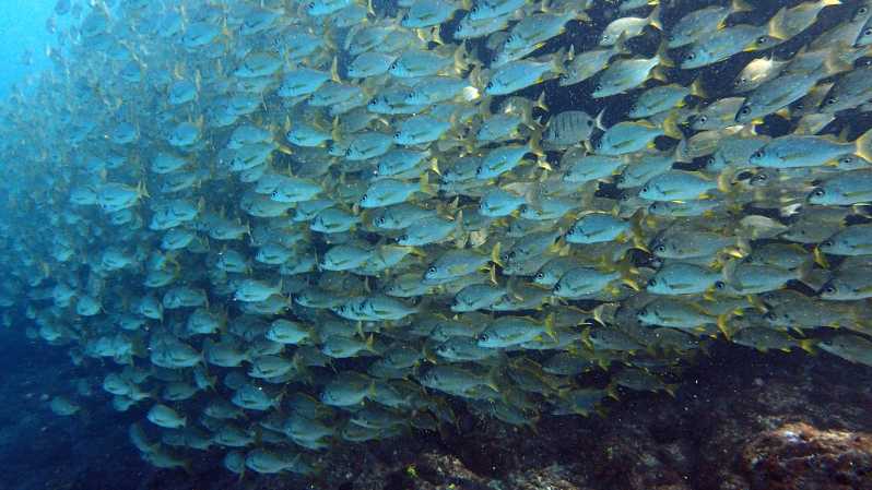 Discover Scuba Diving Experience - From Adeje to the Paradise Divers base