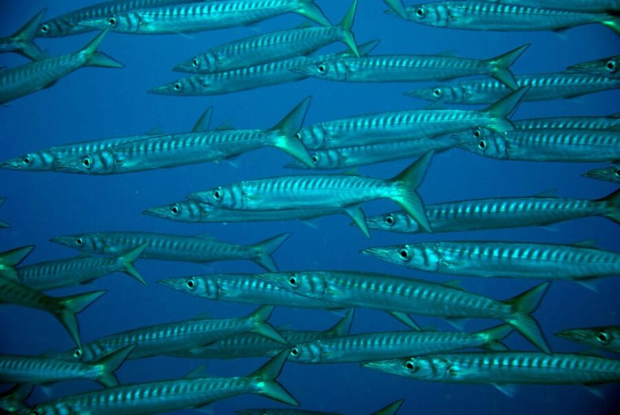 Discover Scuba Diving Experience - What the small group changes