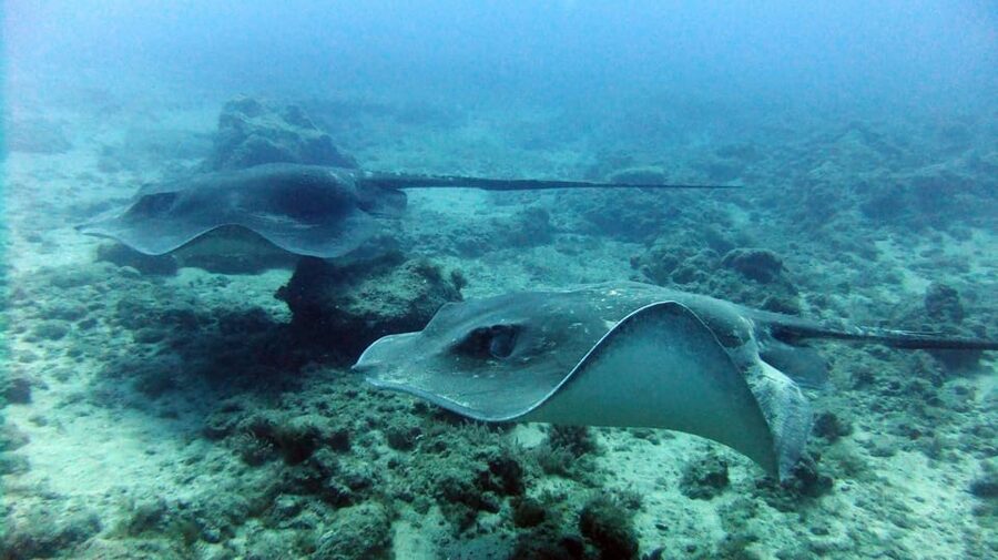 Discover Scuba Diving Experience - Who will get the most from this experience