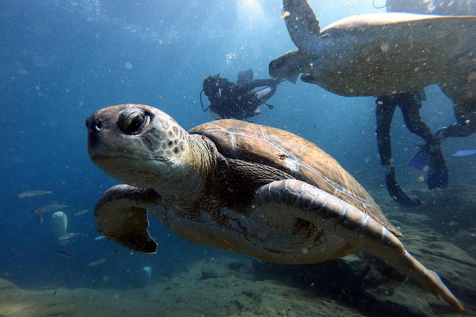 Discover Scuba Diving Experience in Turtle Habitat - What this Tenerife scuba experience really offers
