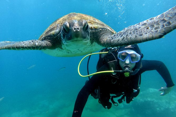 Discover Scuba Diving Experience in Turtle Habitat - From the school to the boat in about 35 minutes