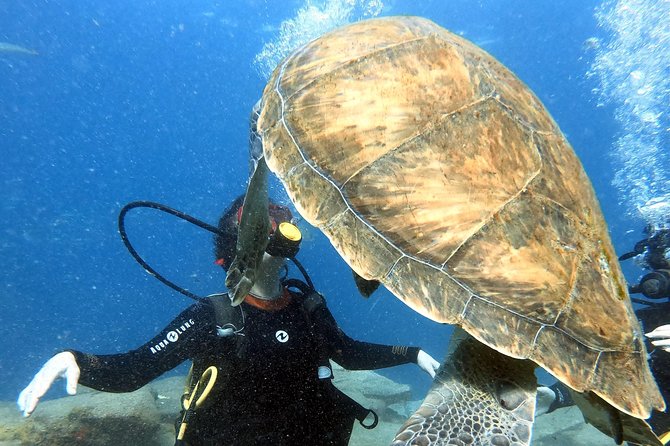 Discover Scuba Diving Experience in Turtle Habitat - Important equipment and vision details
