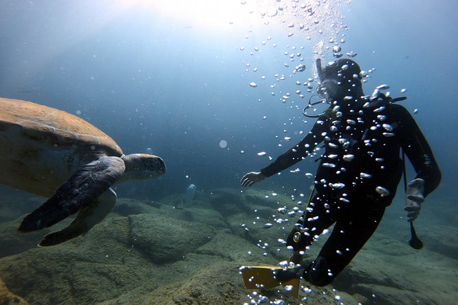 Discover Scuba Diving Experience in Turtle Habitat - How Toby and Francesco shape the experience
