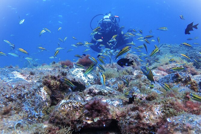 Discover Scuba Diving . First Experience underwater - Basic exercises before going farther underwater