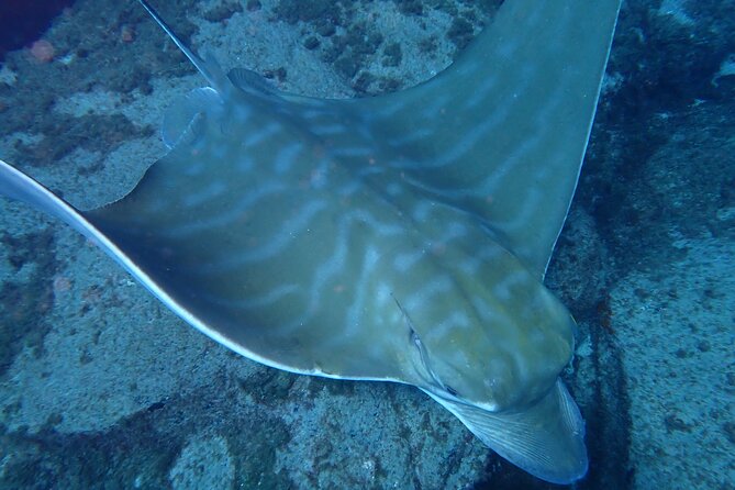 Discover Scuba Diving . First Experience underwater - Walking from the center to Playa Las Vistas