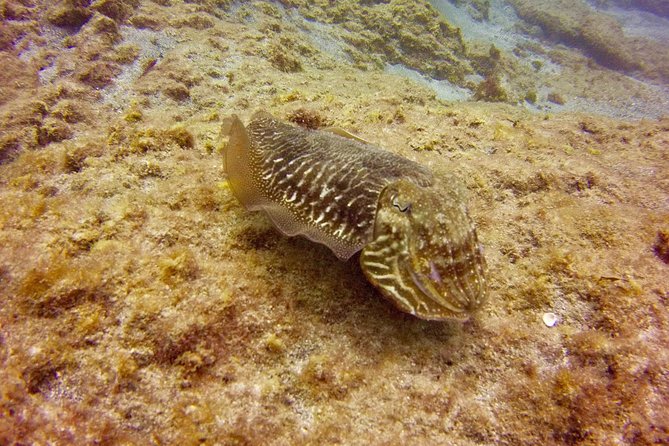 DISCOVER SCUBA DIVING - First step to your certification - Your first underwater session