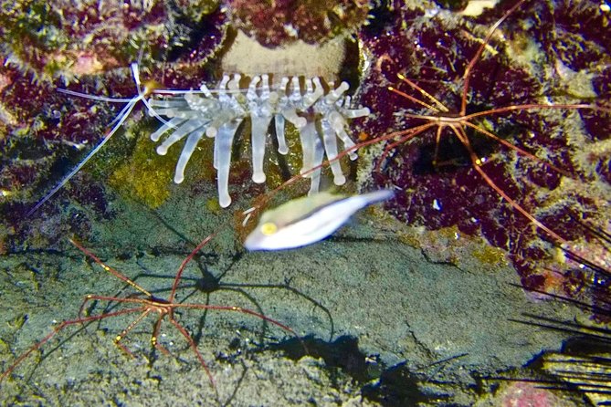DISCOVER SCUBA DIVING - First step to your certification - Looking for Tenerife’s underwater life