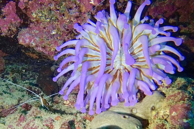 DISCOVER SCUBA DIVING - First step to your certification - Is $183.42 a fair price?