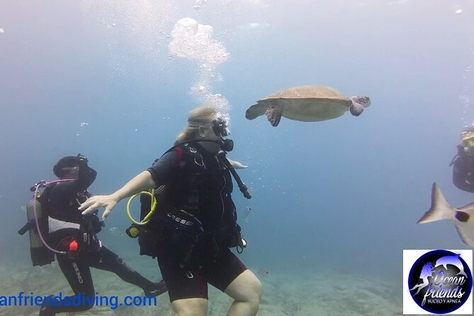 Discover Scuba Diving, free pictures included - Reaching 12 meters along Tenerife’s volcanic coast