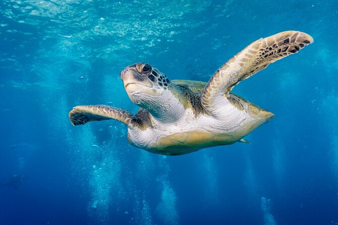Discover Scuba Diving, Playa de las Americas - Key points at a glance