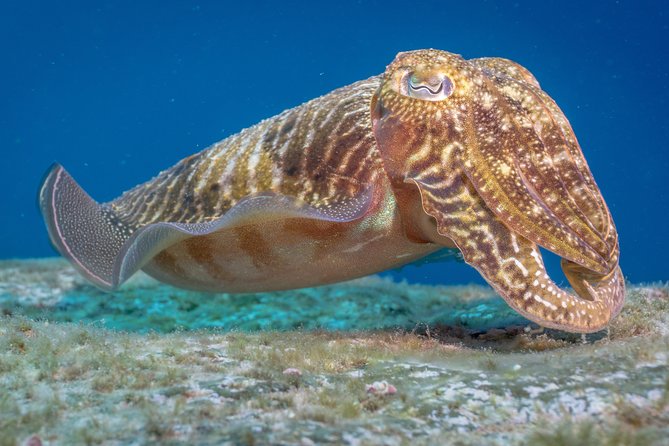 Discover Scuba Diving program: shore + boat dives - What the $132.17 price really covers