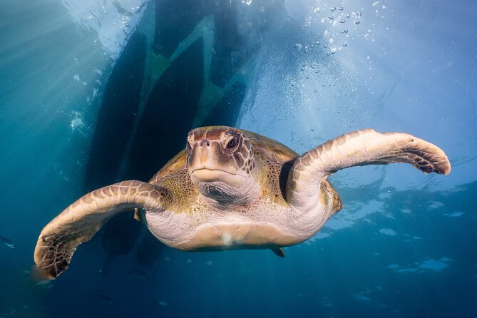 Discover Scuba Diving program: shore + boat dives - How the small group changes the experience