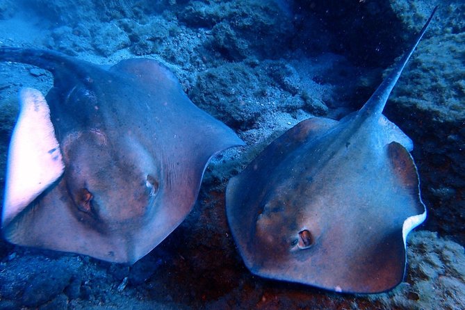 Discover Scuba Diving - Try it for the first time! - Why the four-person limit matters