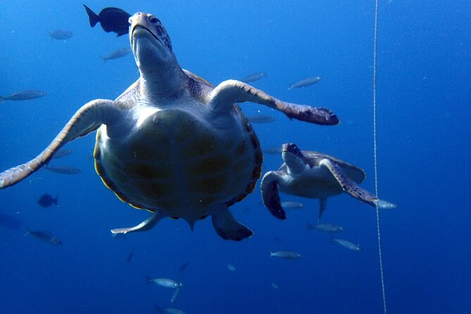 Discover Scuba Diving - Try it for the first time! - Is $114.14 a fair price?