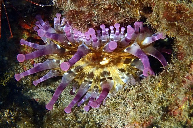 Discover Scuba Diving - Try it for the first time! - The practical details that affect your comfort