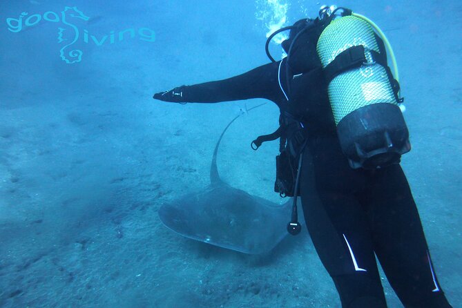 Dives Packages with Transfers in Tenerife - Marine life you might see around Tenerife