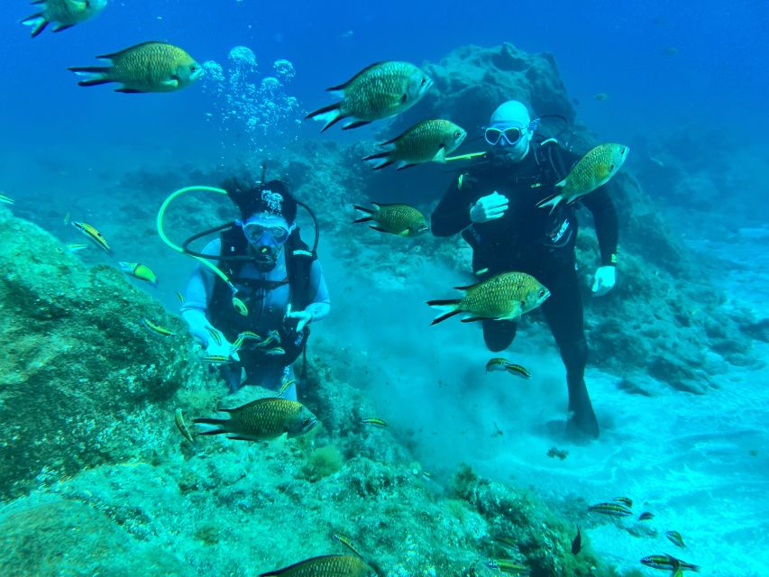 Diving course for beginners in turtle area Tenerife - Key points to know before booking