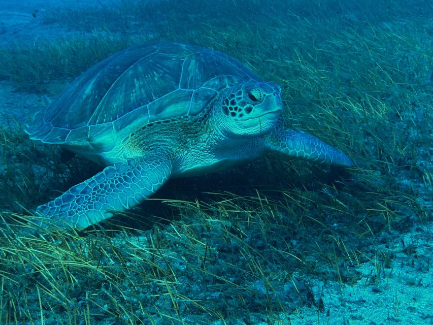 Diving course for beginners in turtle area Tenerife - Who should book this experience