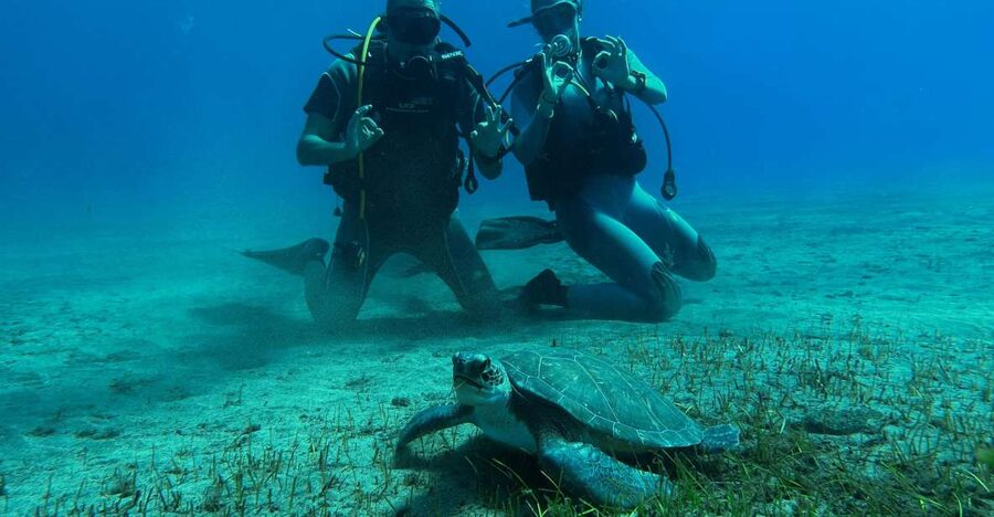 Diving course for beginners in turtle area Tenerife - Starting at Abades beach in Tenerife