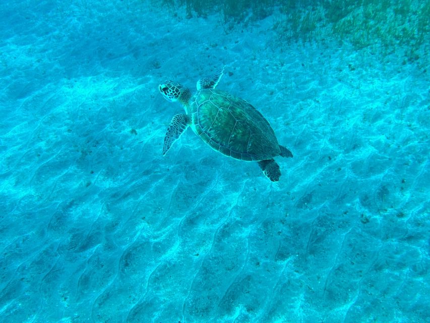 Diving course for beginners in turtle area Tenerife - Health rules and planning after the session