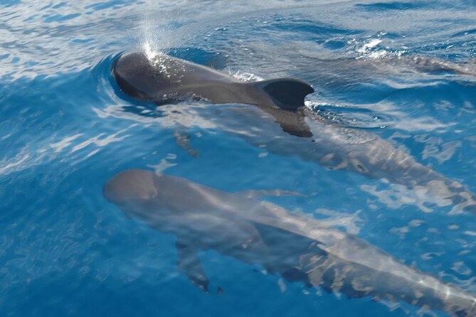 Dolphin and Whale Sailing Tour in Los Gigantes - Setting out from Puerto Deportivo in Los Gigantes