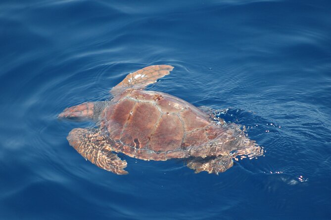 Dolphin and Whale Sailing Tour in Los Gigantes - Swimming and snorkeling below the cliffs