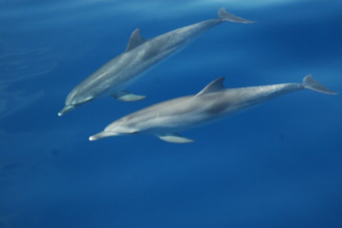 Dolphin and Whale Sailing Tour in Los Gigantes - Snacks, drinks, and the yacht atmosphere