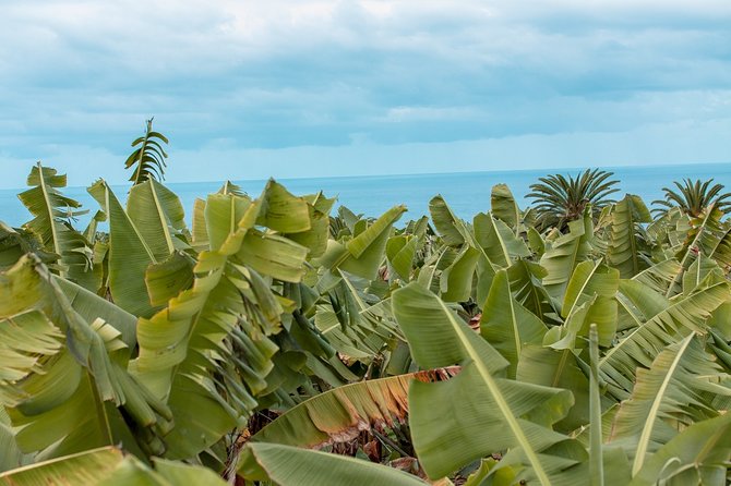 Eco banana farm Tour - Key points to know before you book