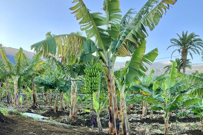 Eco banana farm Tour - Walking into El Rincón’s banana country