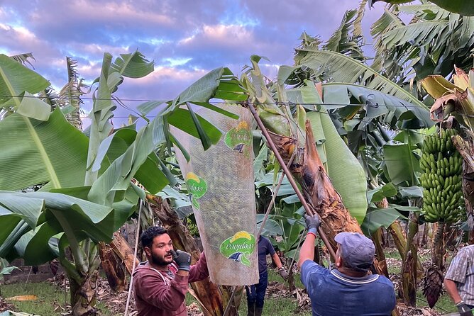 Eco banana farm Tour - The views and the feel of a small visit