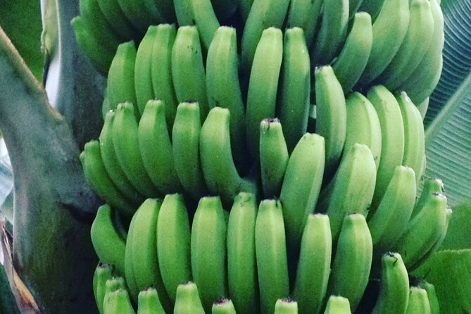 Eco banana farm Tour - Is $24.20 a fair price?