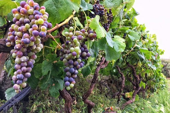Enogastronomic Tour- 4 hours in Tenerife - The guides make the difference