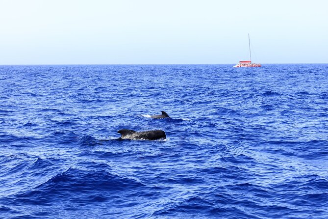 Exclusive Freebird Catamaran Whale & Dolphin to Masca From South - Setting sail from Puerto Colón at 11:20 a.m.