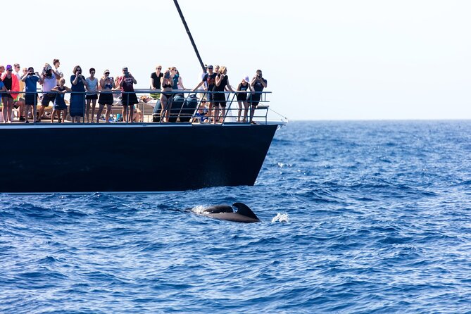 Exclusive Freebird Catamaran Whale & Dolphin to Masca From South - What the $70.98 price really covers