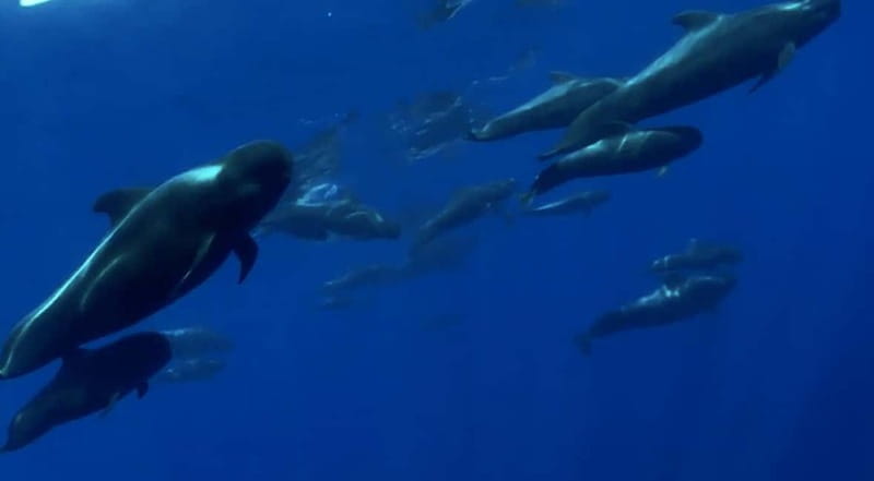 Excursion to see the whales - 3 Hours - Three hours from Puerto Colón to the open Atlantic