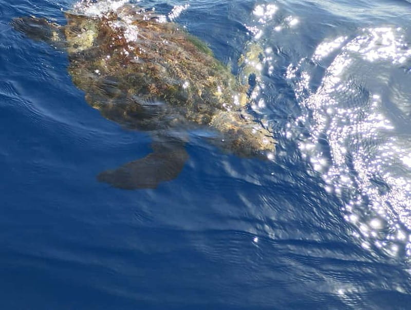 Excursion to see the whales - 3 Hours - Should you book this Tenerife whale excursion?