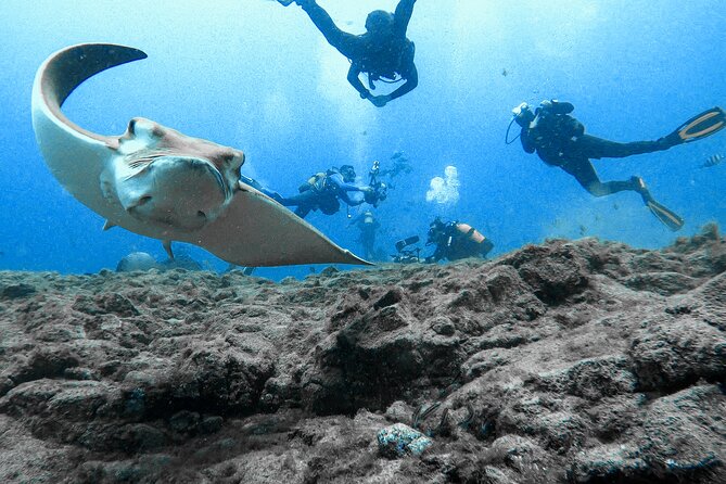 First Dive Experience in Tenerife - Who will enjoy this most