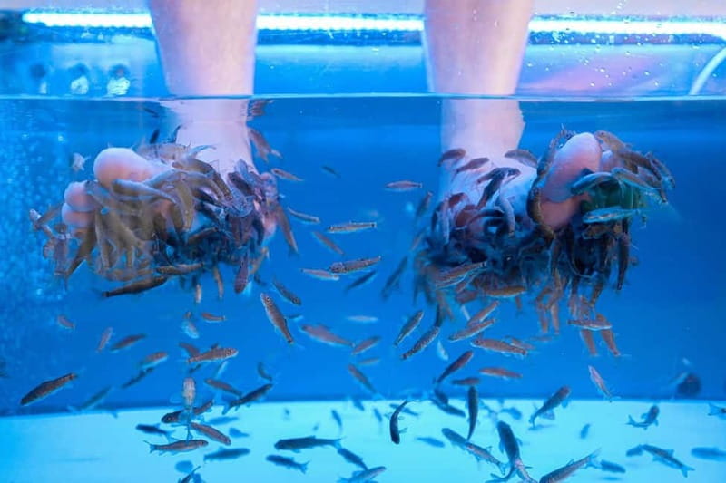 Fish Spa Experience - What Happens During the 20 Minutes
