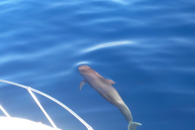 Fishing trip, Tenerife Sea Passion - A four-hour outing with room to fish
