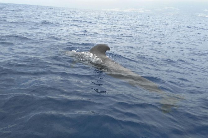 Fishing trip, Tenerife Sea Passion - What the $96.54 price really buys
