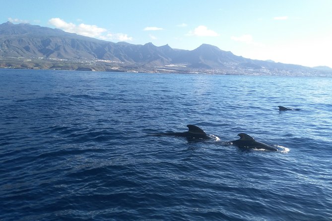 Fishing trip, Tenerife Sea Passion - Communication and meeting-point advice