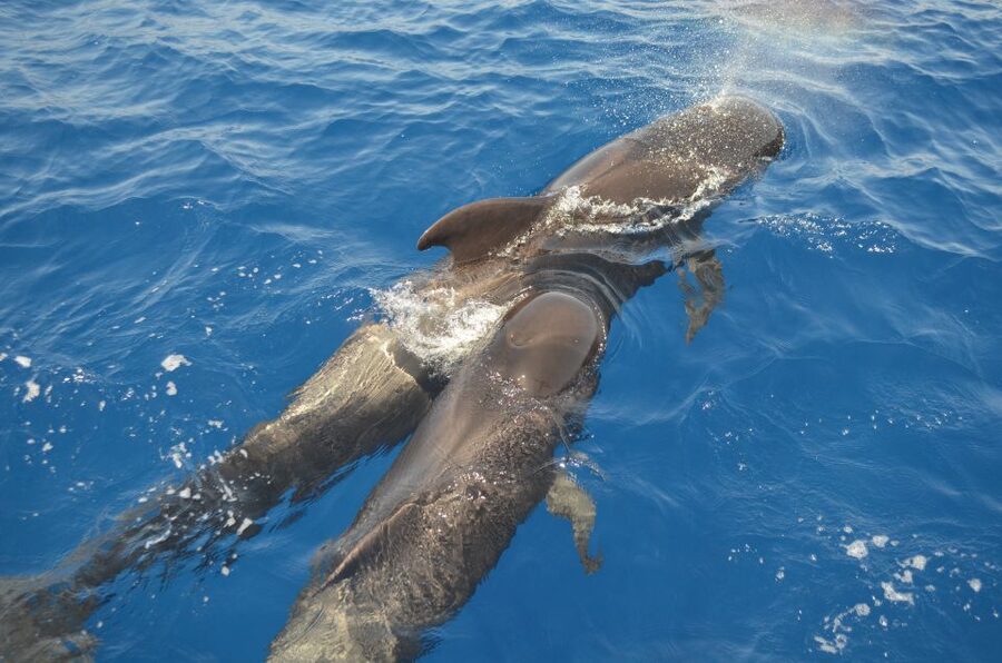 From Los Gigantes: Whale Watching Sailboat Cruise - Key points to know before booking