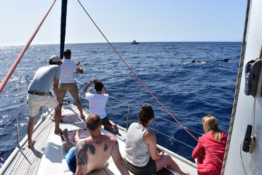 From Los Gigantes: Whale Watching Sailboat Cruise - Who will enjoy this cruise most?